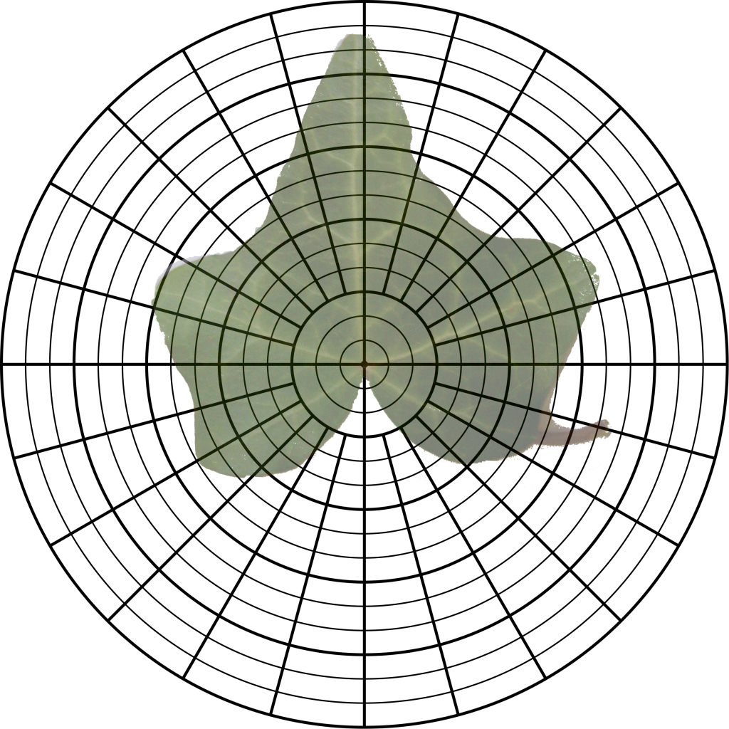 Ivy leaf on a polar grid